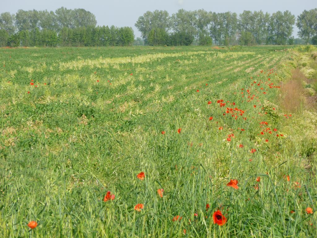 Agriturismo Corte Rocca San Giorgio di Mantova ภายนอก รูปภาพ